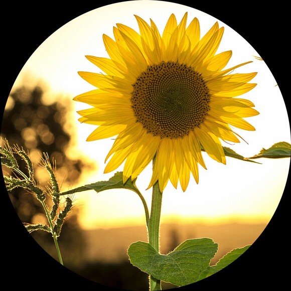 d_sunflower101